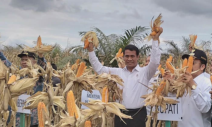 Integrasi Jagung dan Sawit Sejuta Hektar Dicanangkan Mentan di Sumbar